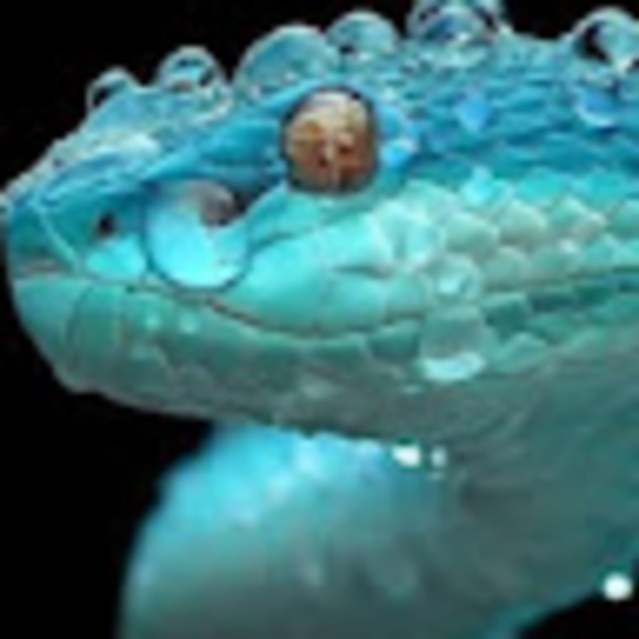 Meet your Posher, Tom - Picture 1 of 1